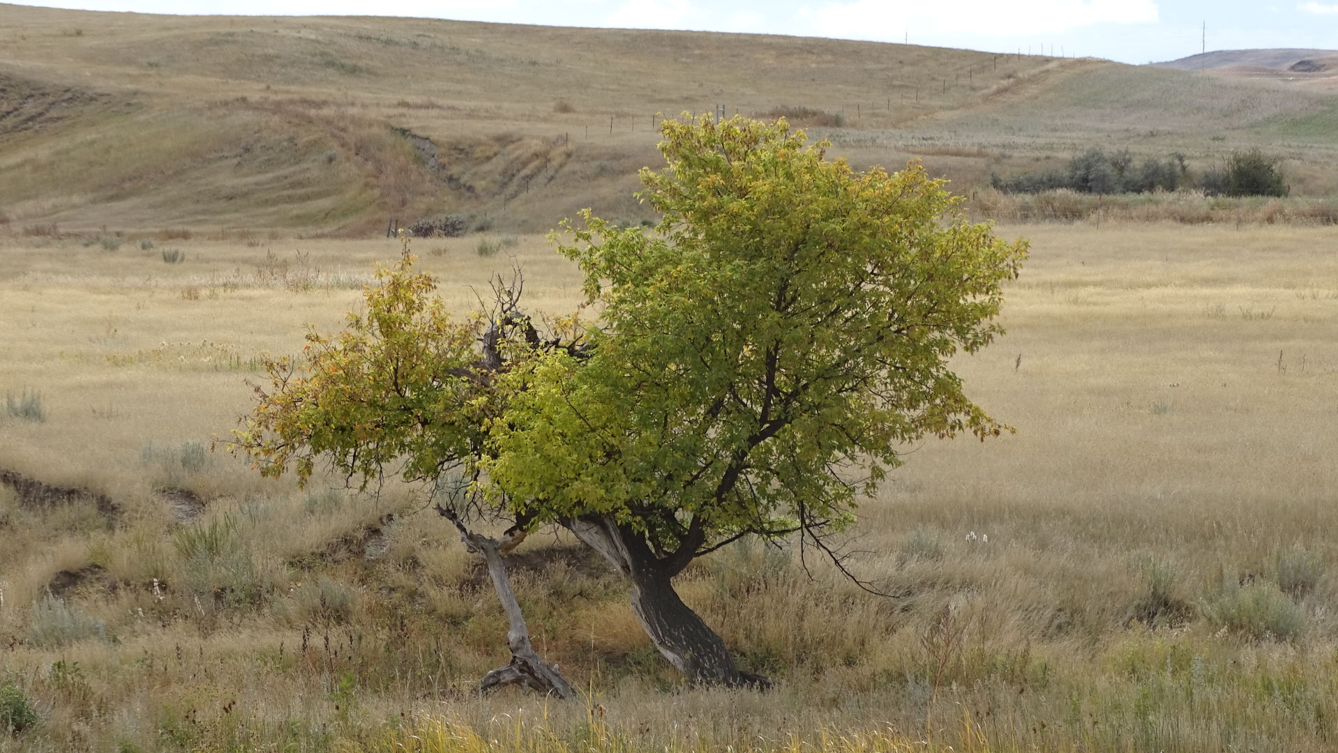 crooked tree in fall